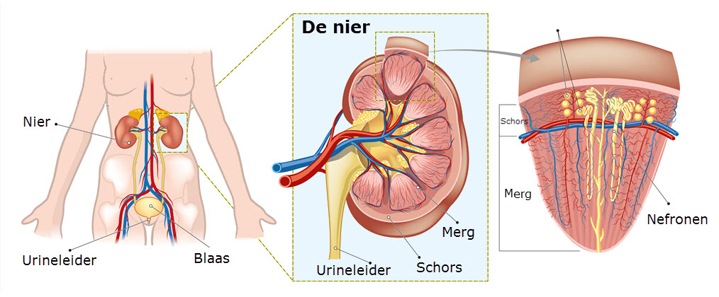 Op deze foto ziet u waar de nieren zich in het lichaam bevinden